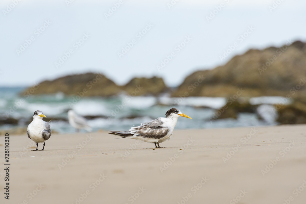 Greater crested tern (Thalasseus bergii) medium-sized bird, animals sit on the sandy beach on the seashore. Greater crested tern (Thalasseus bergii) medium-sized bird, animals sit on the sandy beach on the seashore.