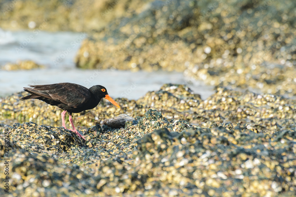 Black oystercatcher (Haematopus bachmani), a medium-sized bird with dark plumage and a red beak, the animal walks on rocks covered with shells on the seashore and looks for food. Black oystercatcher (Haematopus bachmani), a medium-sized bird with dark plumage and a red beak, the animal walks on rocks covered with shells on the seashore and looks for food.