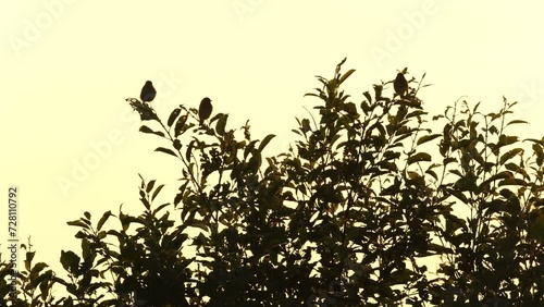 Group of Whinchats perched on a bush in counter light during summery sunset in Estonia, Northern Europe photo