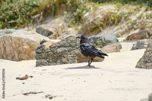 Australian raven (Corvus coronoides) a medium-sized bird with black plumage, the animal walks on the seashore on the sandy beach and looks for food. photo