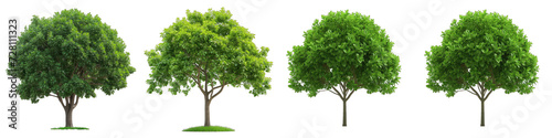Green leaf tree Hyperrealistic Highly Detailed Isolated On Transparent Background Png File