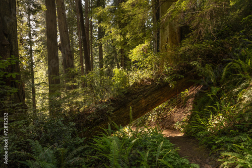 Nursery Tree Grows Thick After Falling Across Trail