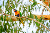 Rainbow lorikeet (Trichoglossus moluccanus) parrot, colorful small bird, animal sitting high on a tree branch.