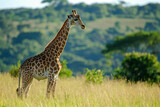 Giraffe standing in a sunlit savannah with hills in the background.