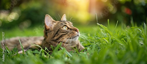 Cat Playing on Green Grass - Feline Enjoys the Lushness of the Grass as the Curious Cat Explores the Verdant Expanse photo