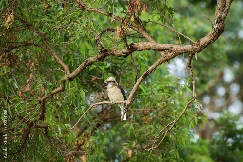 Laughing kookaburra (Dacelo novaeguineae) medium sized bird, animal sitting on a tree branch in natural habitat. photo
