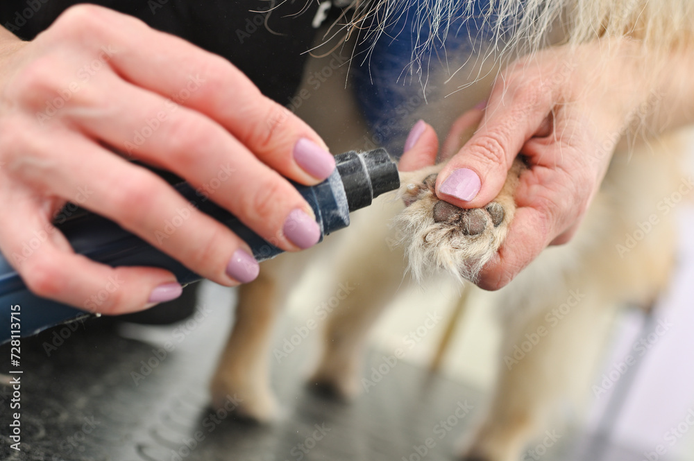 Fototapeta premium A groomer or veterinarian grinds the claws of a dog in close-up.