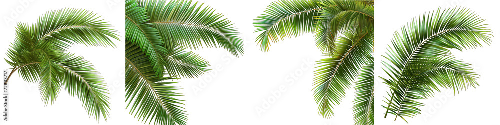 palm leaves Tropic vacation Hyperrealistic Highly Detailed Isolated On Transparent Background Png File