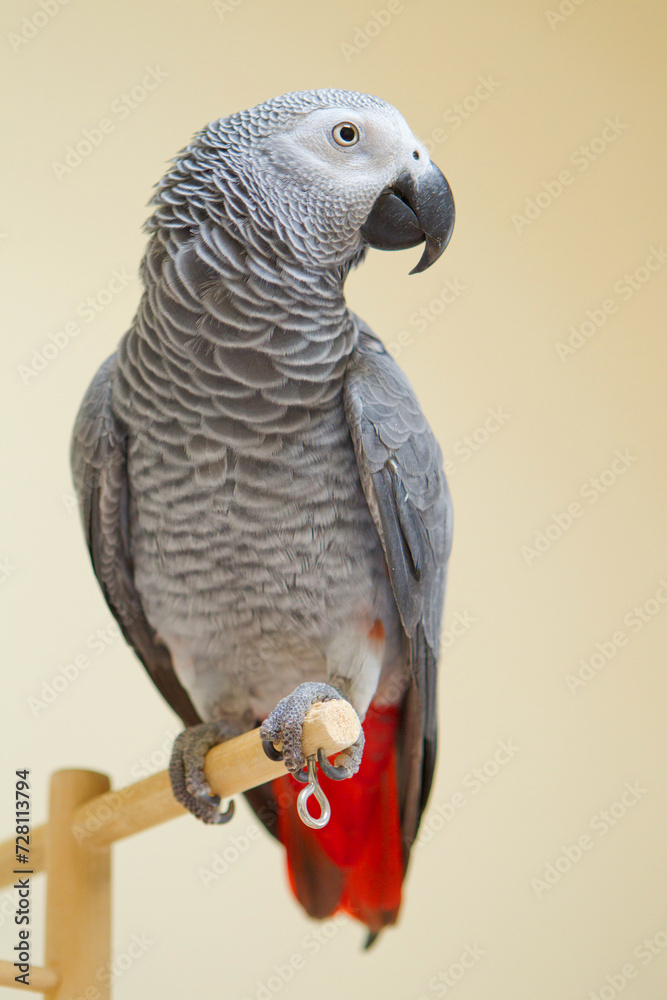 Fototapeta premium African Gray parrot with beautiful gray feathers and a red tail.
