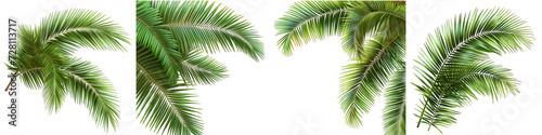 palm leaves Tropic vacation Hyperrealistic Highly Detailed Isolated On Transparent Background Png File © Wander Taste