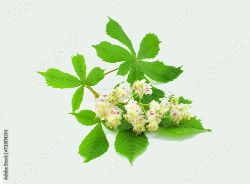 Chestnut flower or Aesculus hippocastanum, Conker tree with leaves isolated on light gray background.