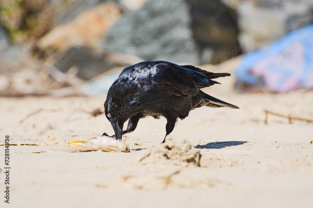 Australian raven (Corvus coronoides) a medium-sized bird with black ...