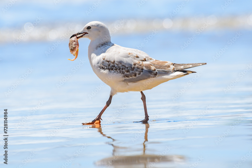 Fototapeta premium Silver gull (Chroicocephalus novaehollandiae) a medium-sized bird with white and gray plumage, the animal walks with food in its beak on the seashore.
