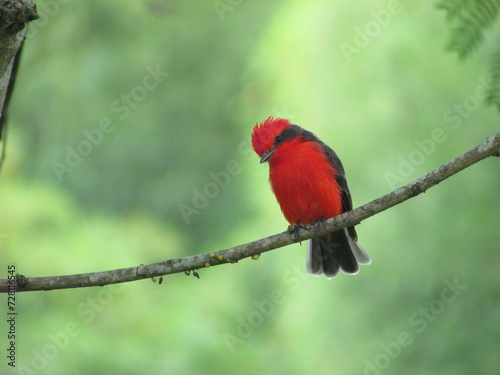 mosquero cardenal photo