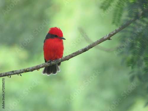 mosquero cardenal photo