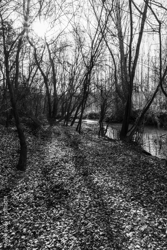 Bare trees next to a stream in a forest in winter