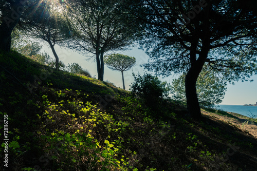 Mediterranean pine forest next to the sea in Andalucia (Spain)