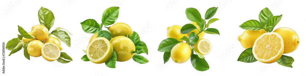 A Bunch Of Fresh Fragrant lemon Ocimum × citriodorum Hyperrealistic Highly Detailed Isolated On Transparent Background Png File White Background Photo Realistic Image - obrazy, fototapety, plakaty 