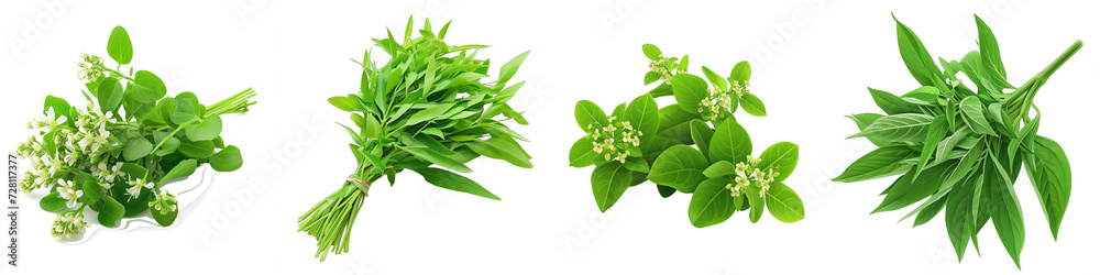 A Bunch Of Fresh Fragrant A. citratum Hyperrealistic Highly Detailed Isolated On Transparent Background Png File White Background Photo Realistic Image