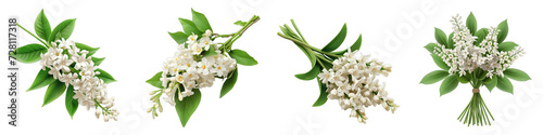 A Bunch Of Fresh Fragrant white Canella winterana Hyperrealistic Highly Detailed Isolated On Transparent Background Png File White Background Photo Realistic Image photo