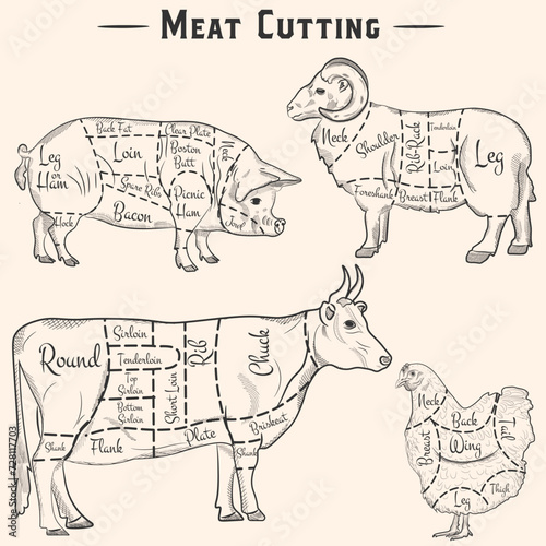 Pork, beef, lamb and chicken cuts - hand drawn set. Vector scheme of meat cutting in vintage style