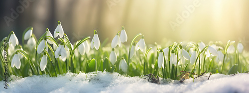 Snowdrop flowers, first flowers growing from snow winter, renewal of life, Easter springtime, new hope concept
 photo
