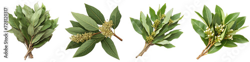 A Bunch Of Fresh Fragrant California bay laurel Umbellularia californica Hyperrealistic Highly Detailed Isolated On Transparent Background Png File White Background Photo Realistic Image photo