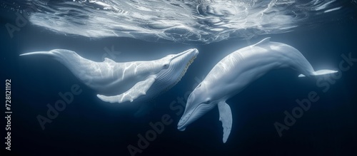 White Whales Couple: Enchanting Oceanic Encounter of Majestic White Whales Couple photo