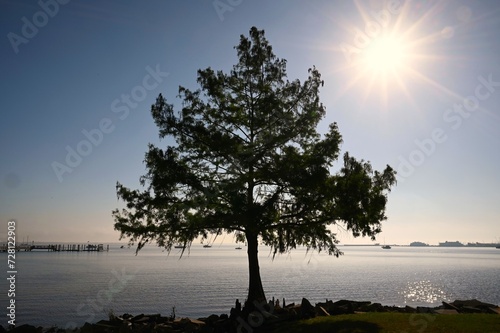 A lone pine tree on the banks of the St. Johns River on a bright morning in Florida © Chad