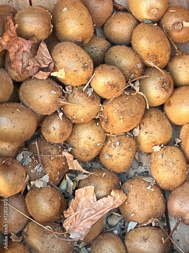 Fresh kiwis offered for sale directly from the farmer in a box on the farm