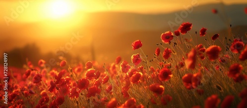 Morning Glow: Mesmerizing Red Flowers Grace the Morning Landscape with Their Vibrant Beauty