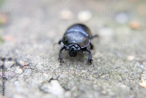 Stag beetle on the ground, close-up, macro photography © Robert