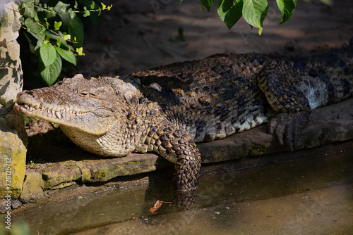 alligator in the everglades