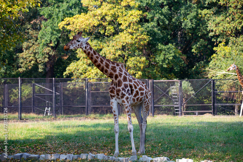 Photography giraffe in the zoo, Poland