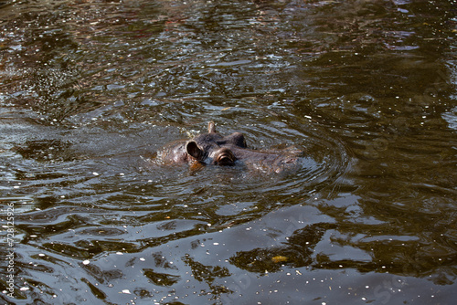 hippopotamus swimming in the water