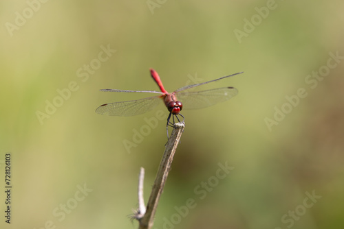 Red dragonfly resting on a twig in the summer sun.
