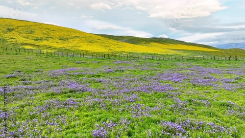Flying over a super bloom of wild flowers outside of Los Angeles. Normally a desert, but blooming with flowers from recent rains.
