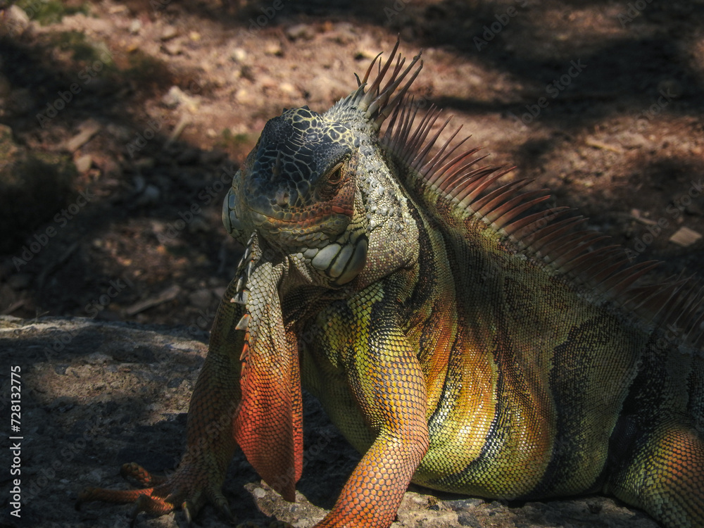 Obraz premium Iguana smiling while resting under the shade of nature