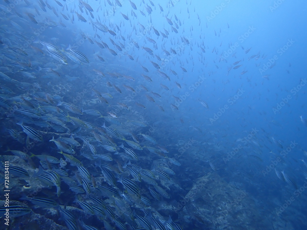 青い海を泳ぐ沢山の魚の群れ(須江/内浦ビーチ) 青い海を泳ぐ沢山の魚の群れ(須江/内浦ビーチ)