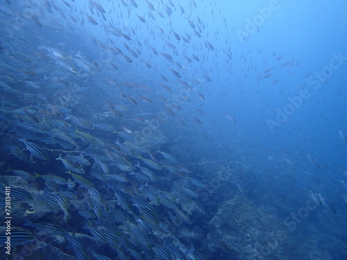 青い海を泳ぐ沢山の魚の群れ（須江/内浦ビーチ）