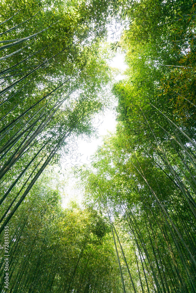 Bamboo forest in Zhuquan Village, Yinan County, Linyi City, Shandong Province Bamboo forest in Zhuquan Village, Yinan County, Linyi City, Shandong Province