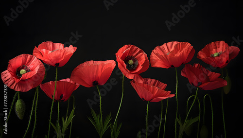 red poppy flowers with black background  
