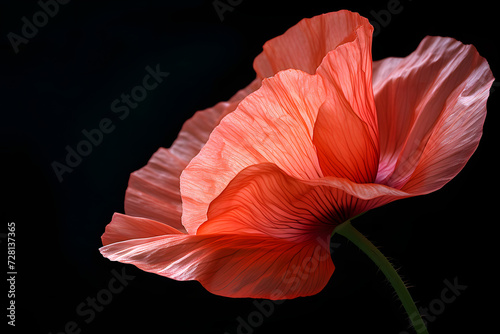 red poppy flower with black background 