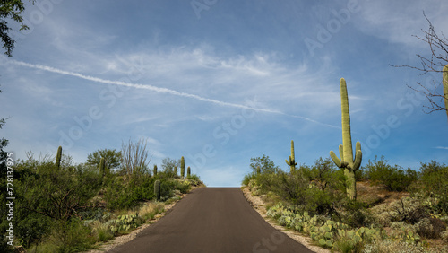 roadway through Saguaro National Park East with desert landscape and Saguaro cactus or Carnegiea gigantea photo