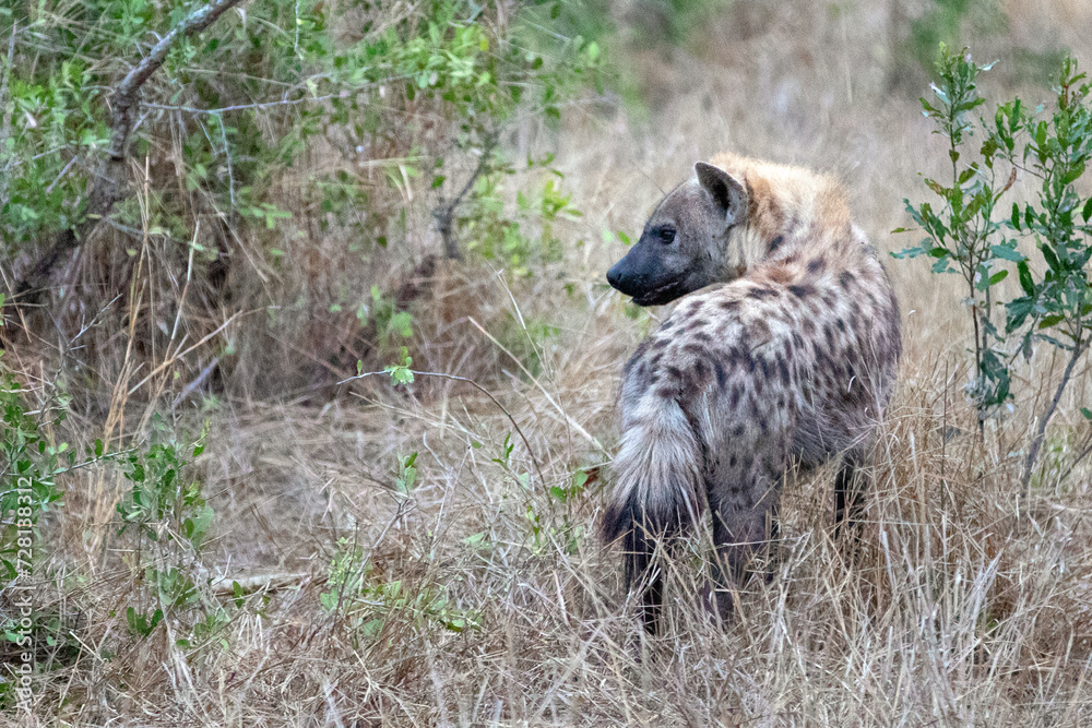 Spotted Hyena looking back in Kruger National Park in South Africa RSA Spotted Hyena looking back in Kruger National Park in South Africa RSA