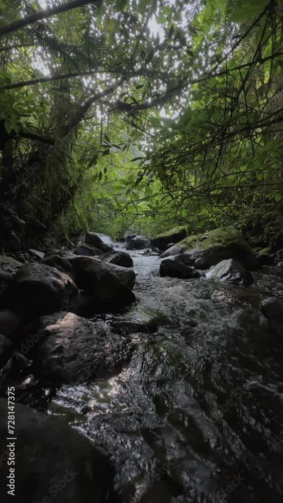 river in the middle of the forest sukabumi, indonesia river in the middle of the forest sukabumi, indonesia