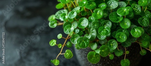 Fresh and Vibrant Plant with Small Round Leaves Creates a Stunning Display