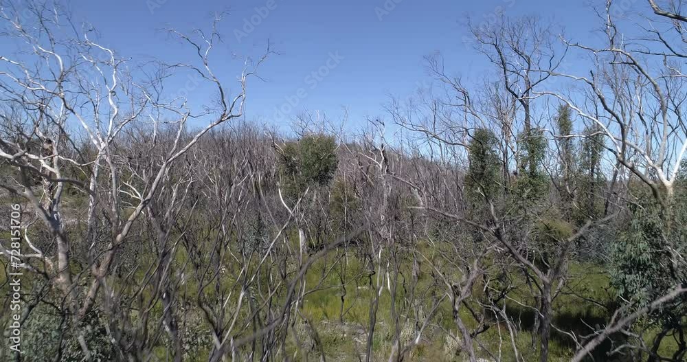 Blue Mountains spooky dead trees on hillside Blue Mountains spooky dead trees on hillside