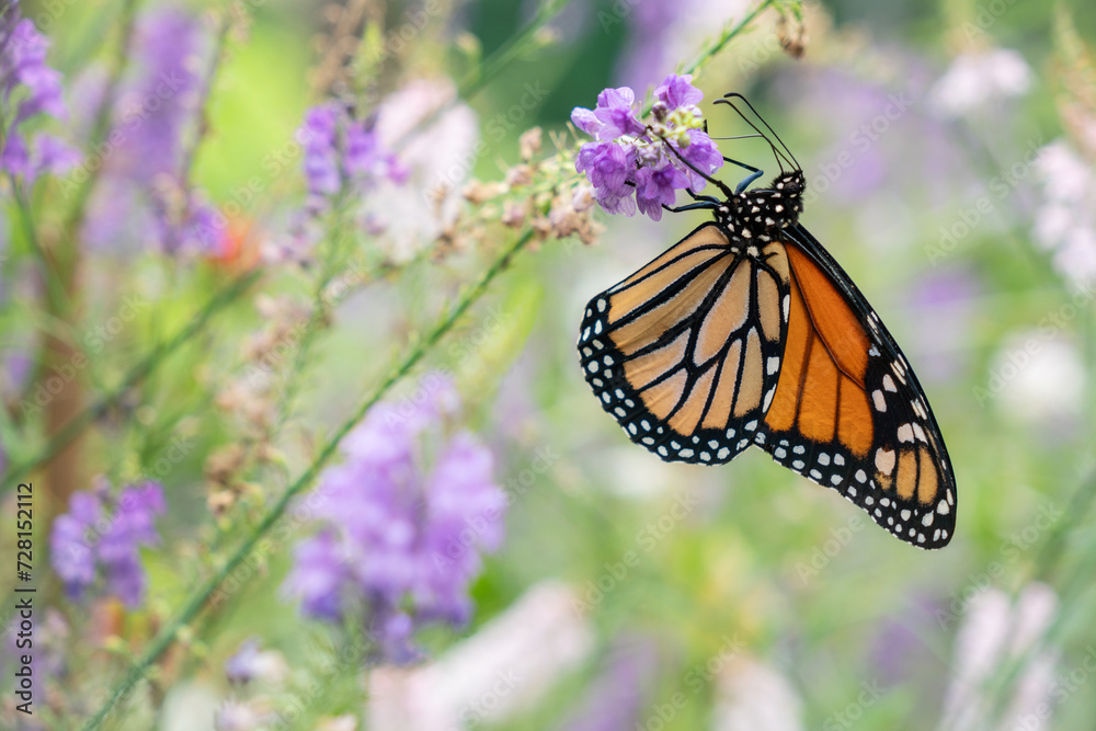 Fototapeta premium Monarch Butterfly in Garden