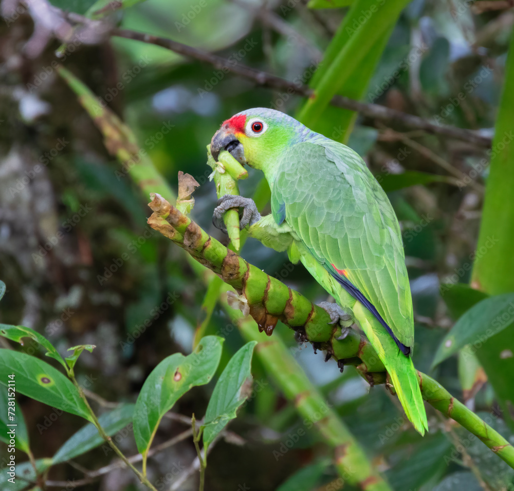 Red-lored Parrot (Amazona autumnalis) eating young sprouts Red-lored Parrot (Amazona autumnalis) eating young sprouts
